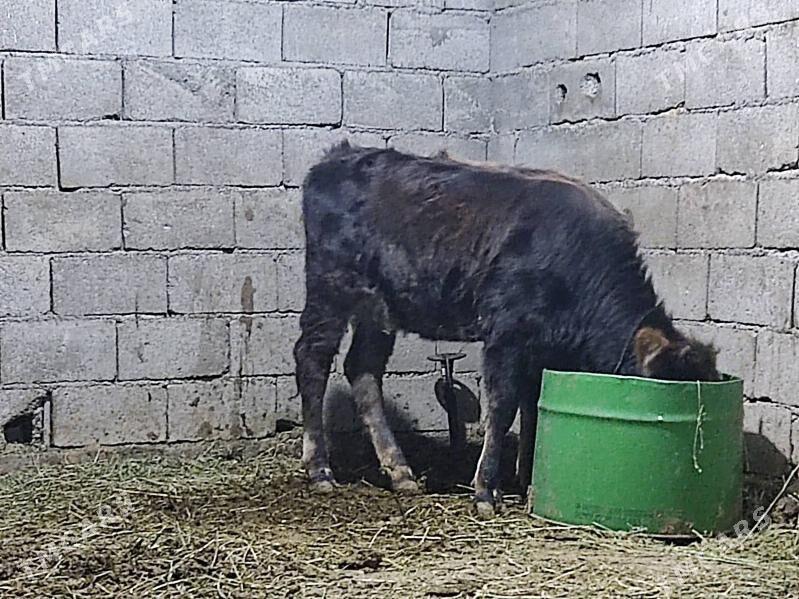 Tohum swes tuwe - Gökdepe - img 7