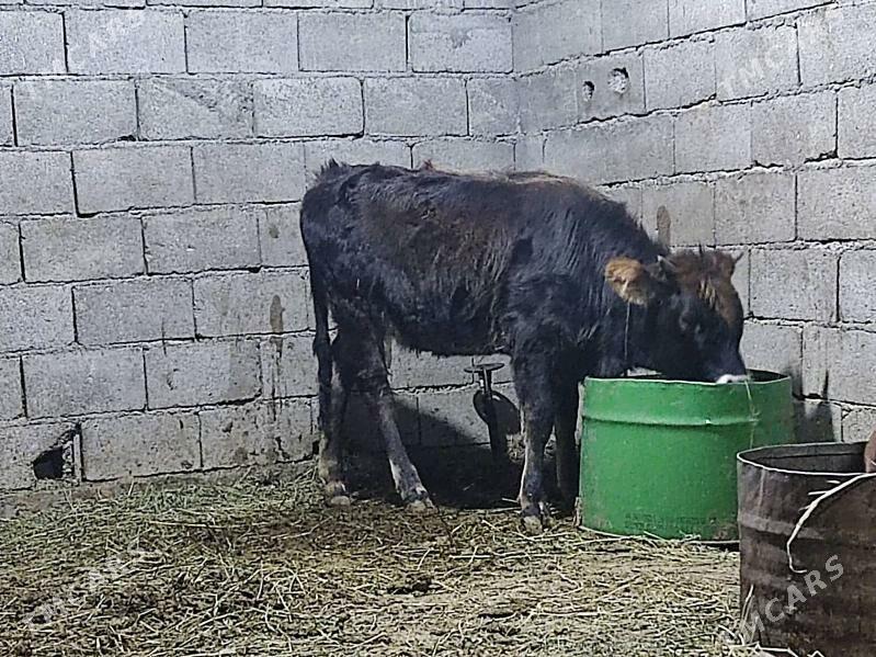 Tohum swes tuwe - Gökdepe - img 5