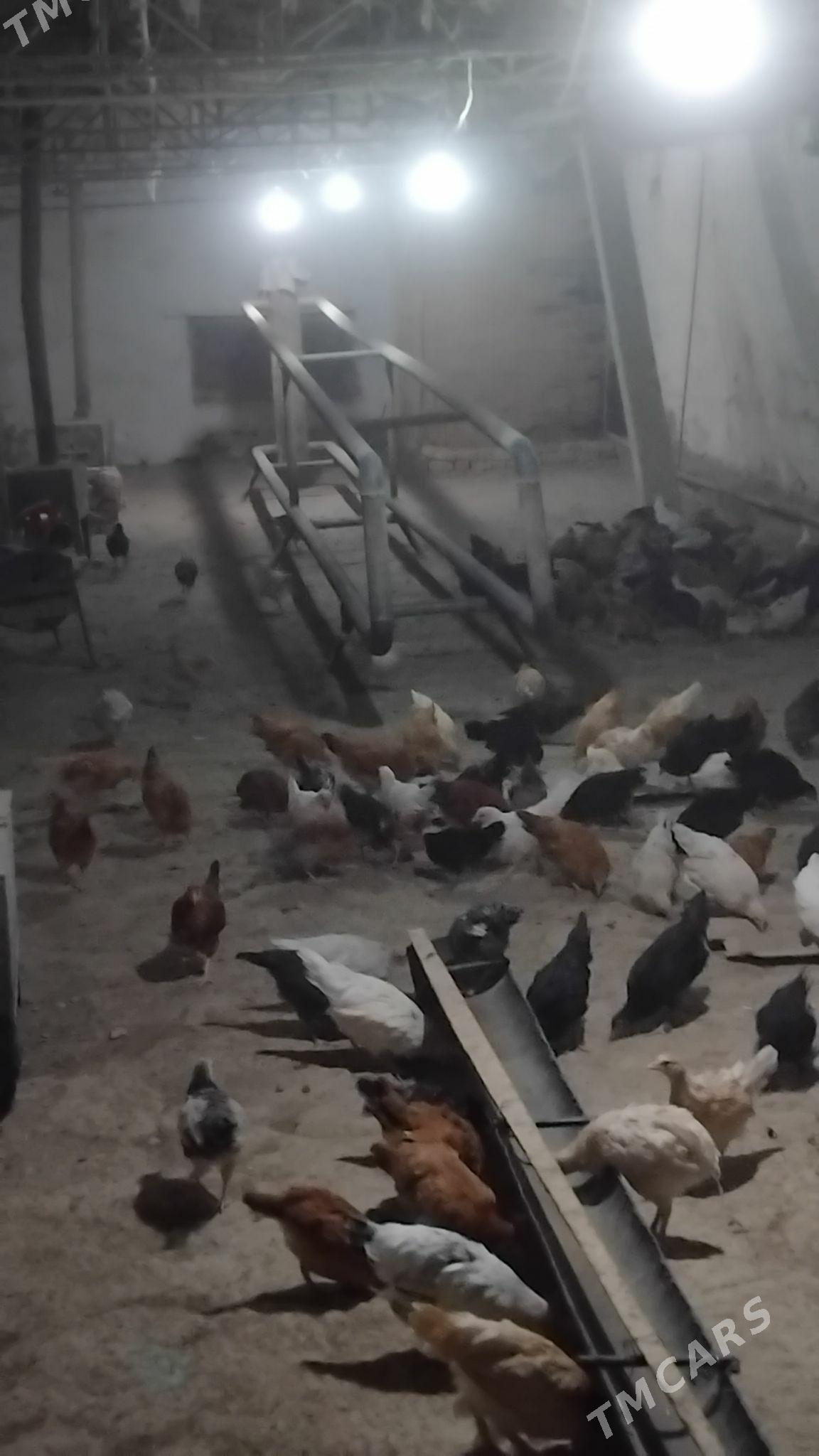 Juje - Wekilbazar - img 2