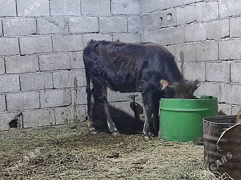 Tohum swes tuwe - Gökdepe - img 4