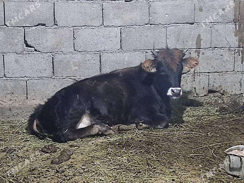 Tohum swes tuwe - Gökdepe - img 2