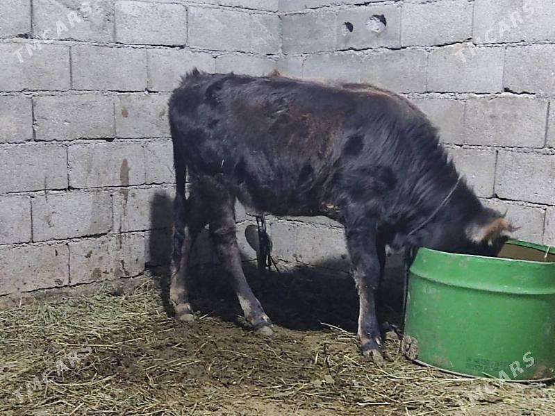 Tohum swes tuwe - Gökdepe - img 6