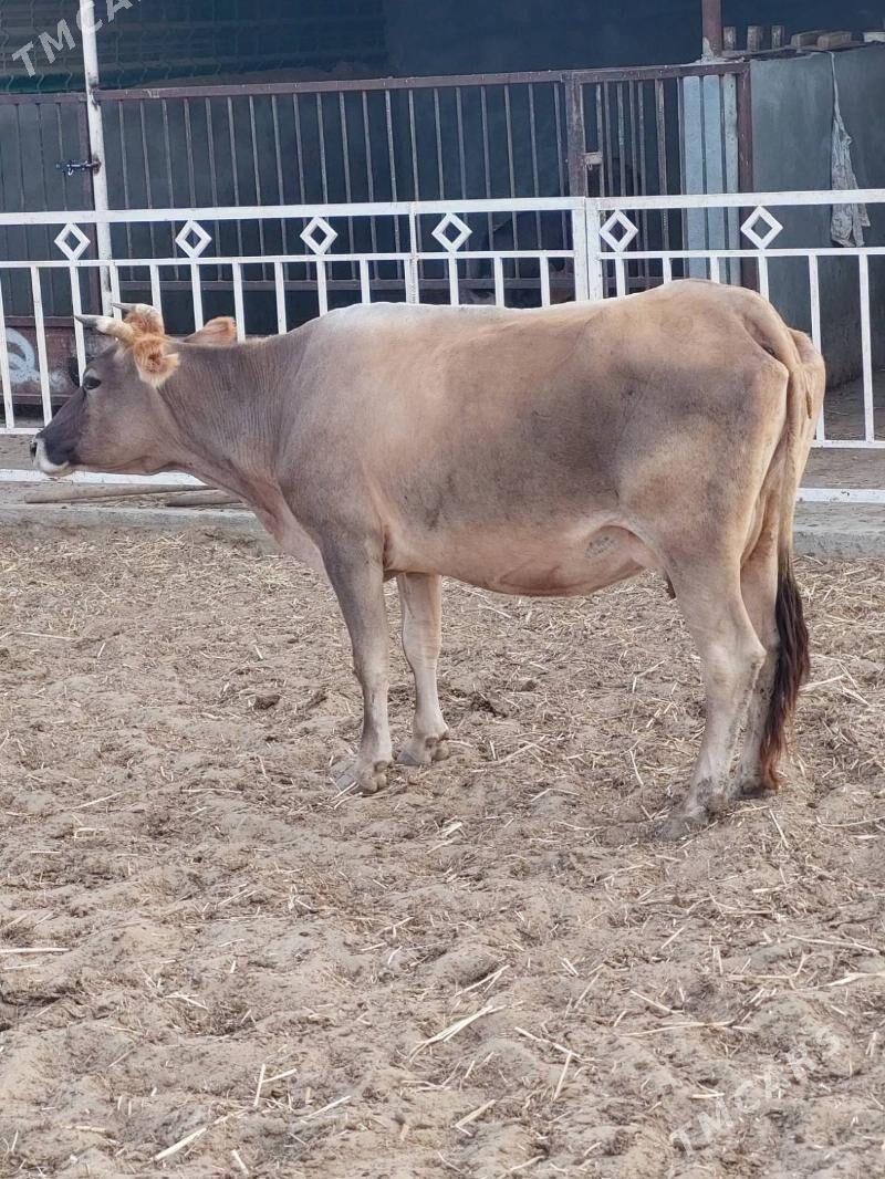 Sygyr - Бахарден - img 2