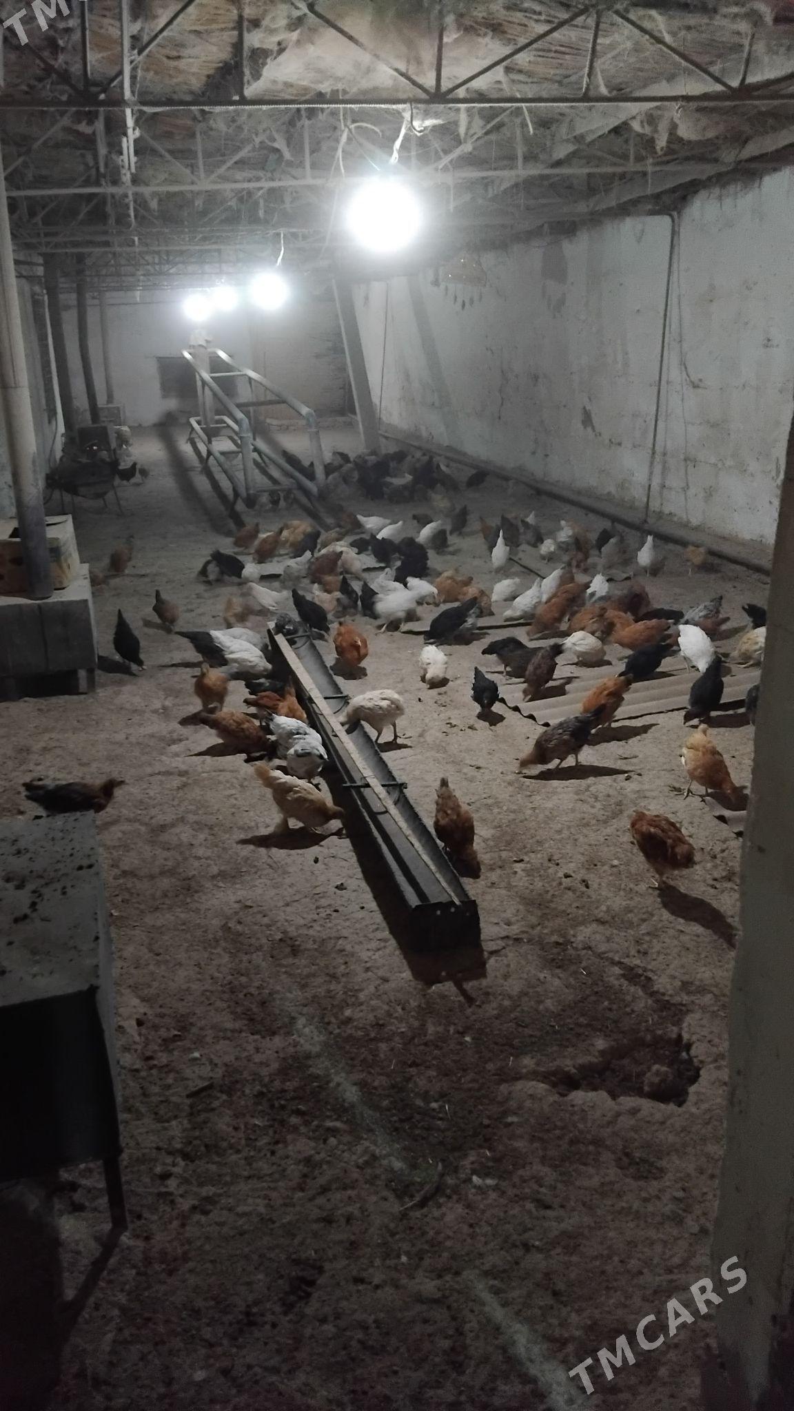 Juje - Wekilbazar - img 5