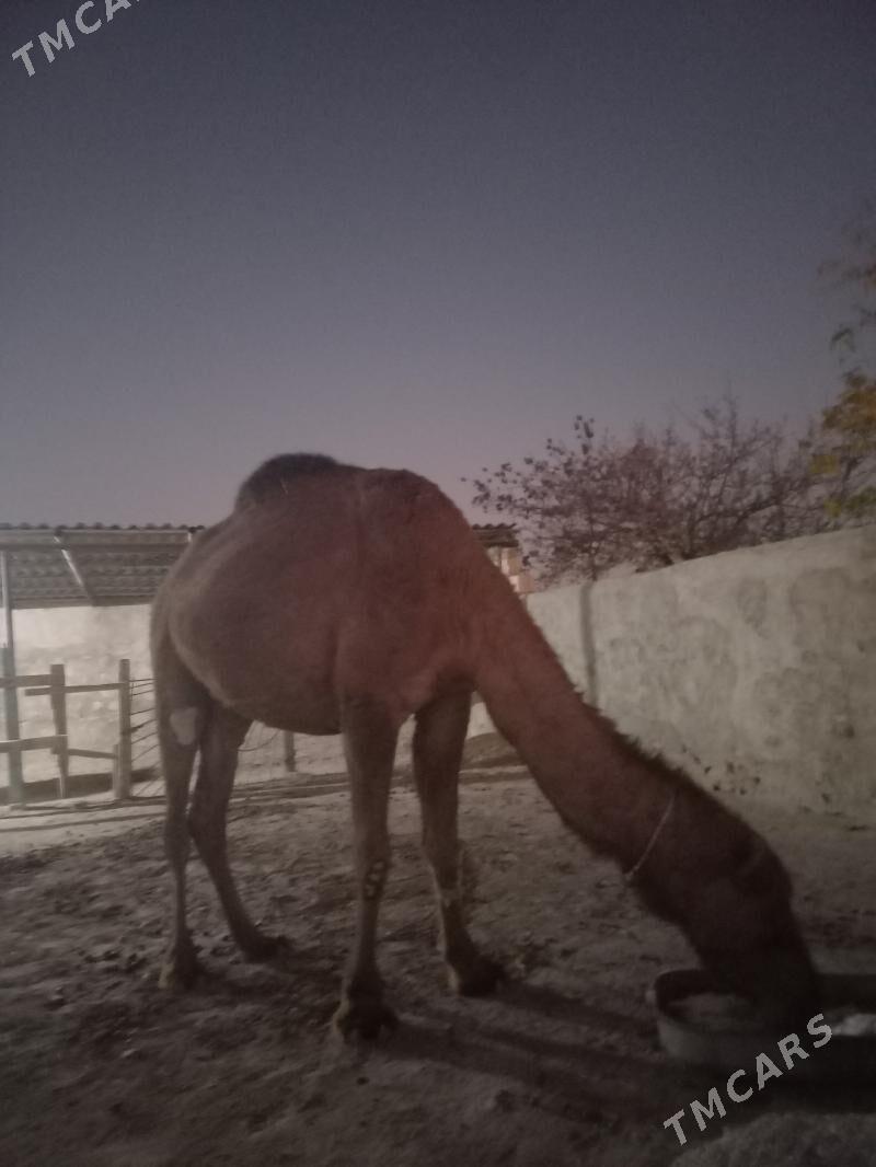 Düýe - Берекет - img 2