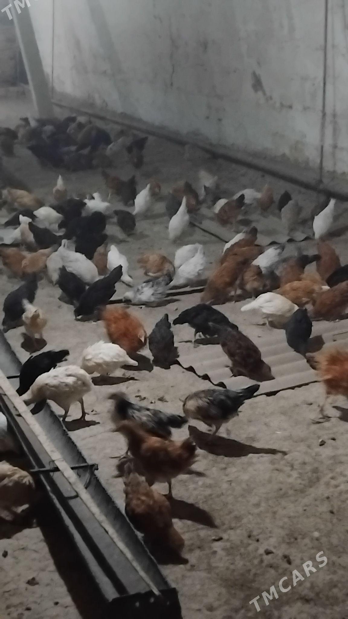 Juje - Wekilbazar - img 4