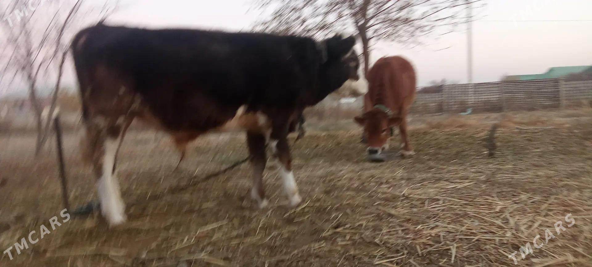 okuz we tuwe - Bäherden - img 1