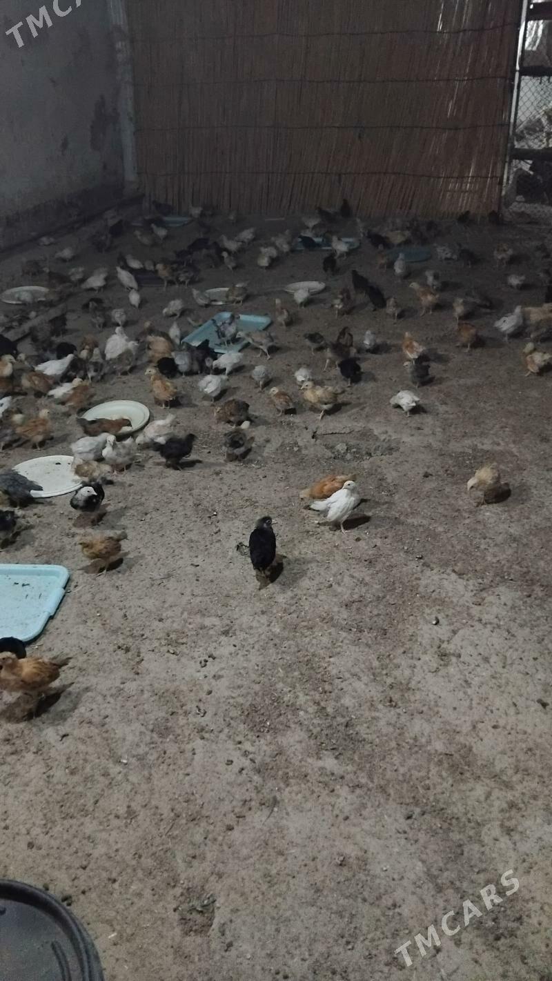 Juje - Wekilbazar - img 6