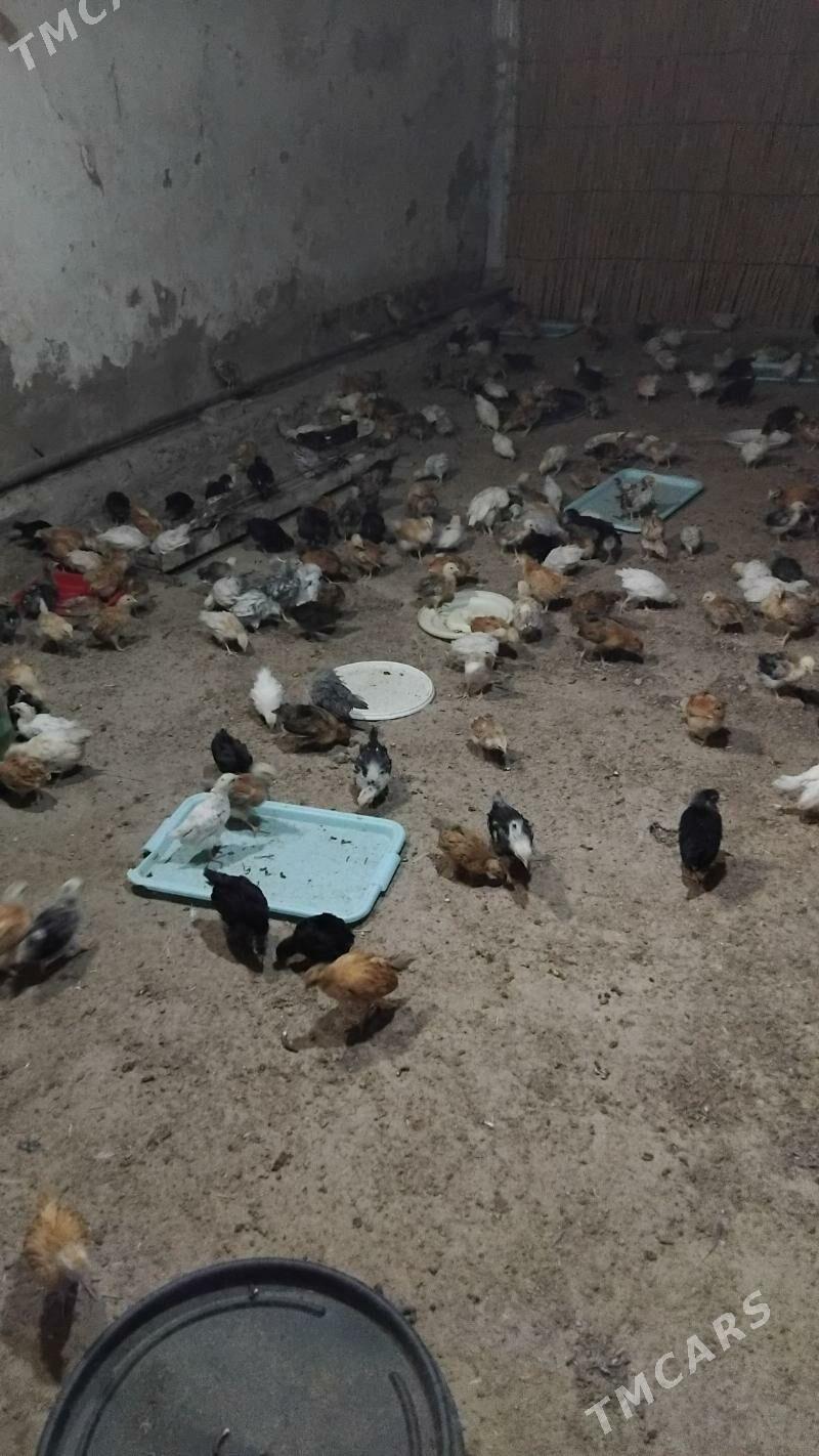 Juje - Wekilbazar - img 8