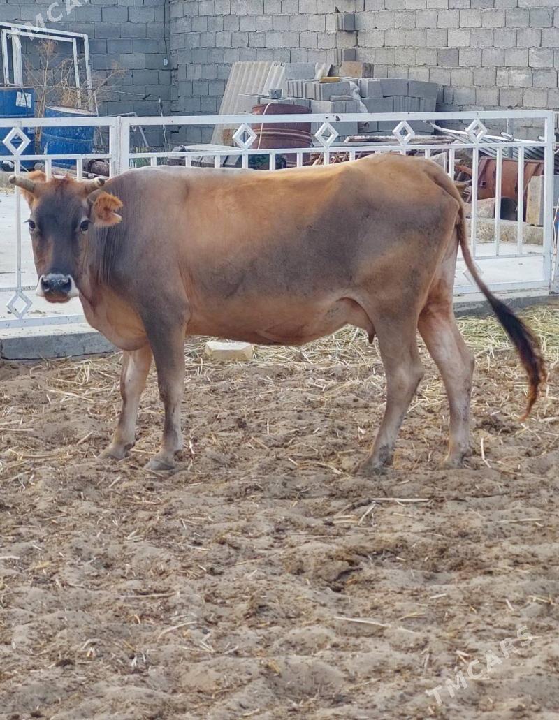 Sygyr - Бахарден - img 1