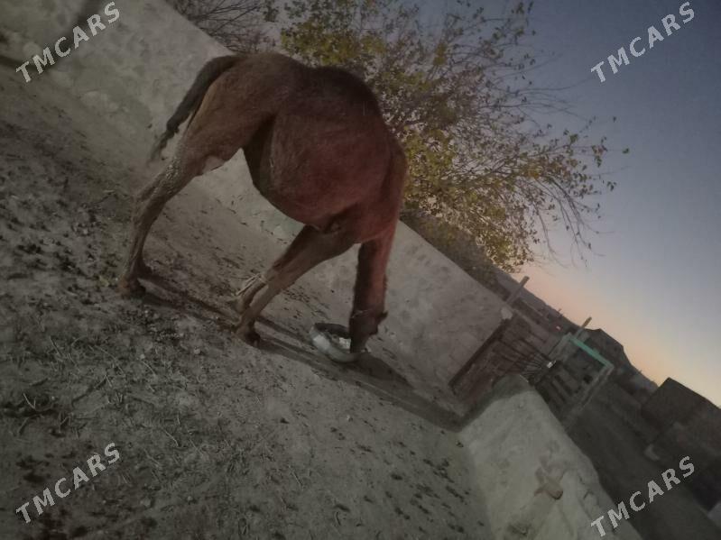 Düýe - Берекет - img 3