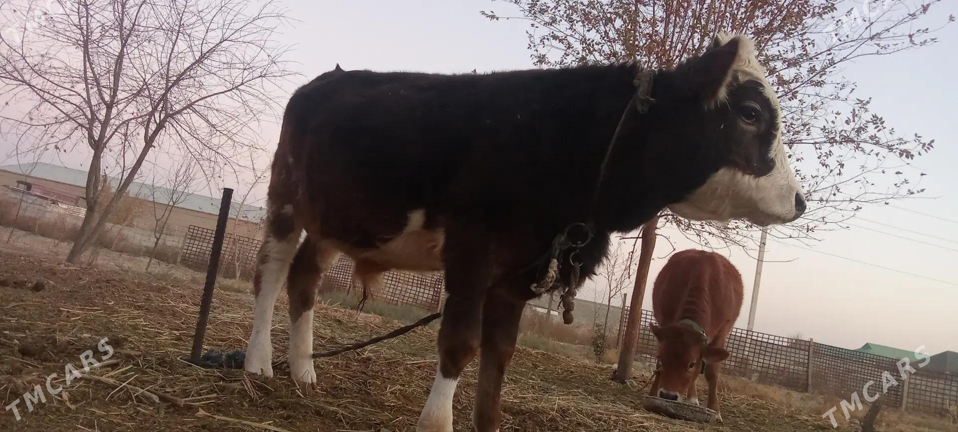 okuz we tuwe - Bäherden - img 2