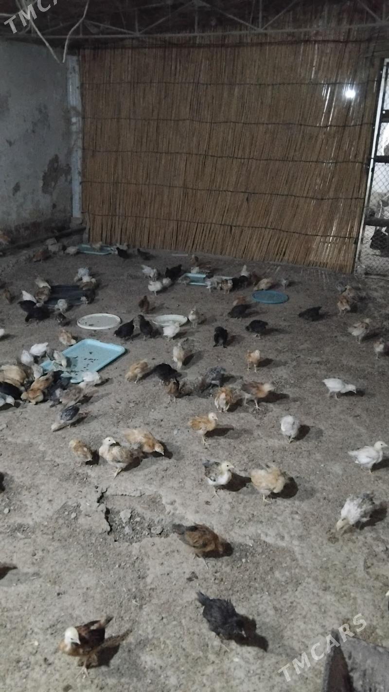 Juje - Wekilbazar - img 7