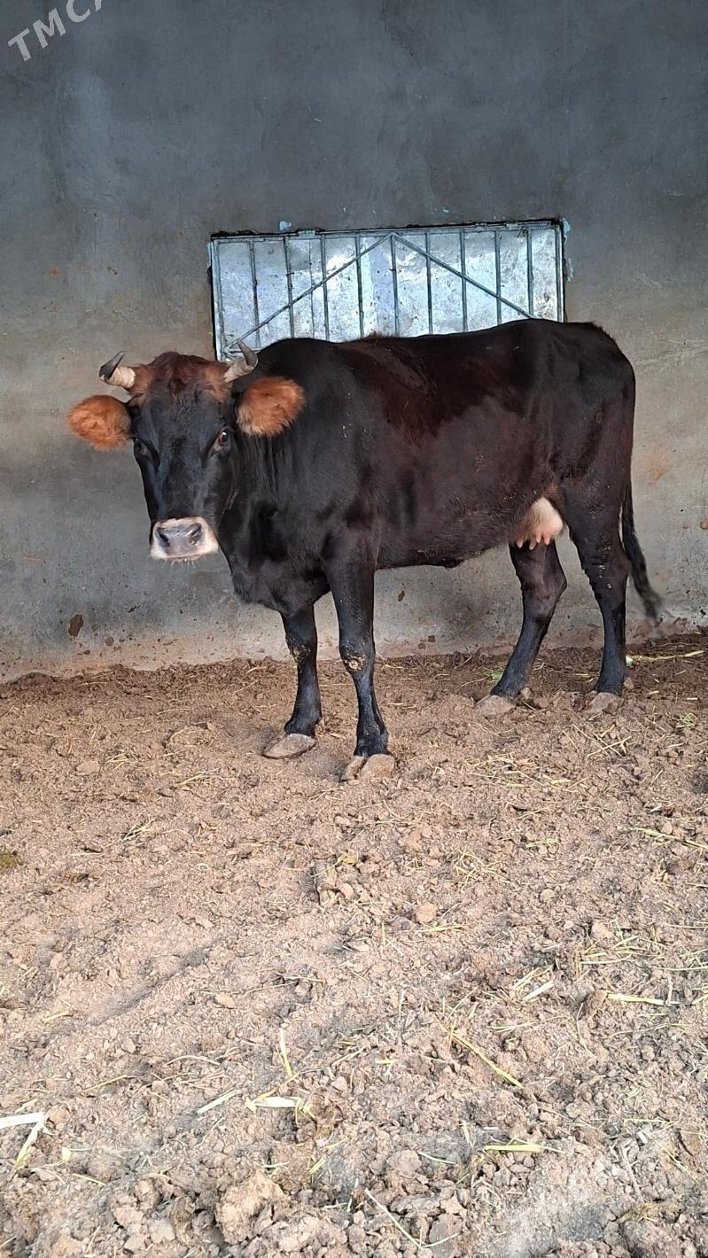 bakimi yeten sygyrlar - Бузмеин - img 2