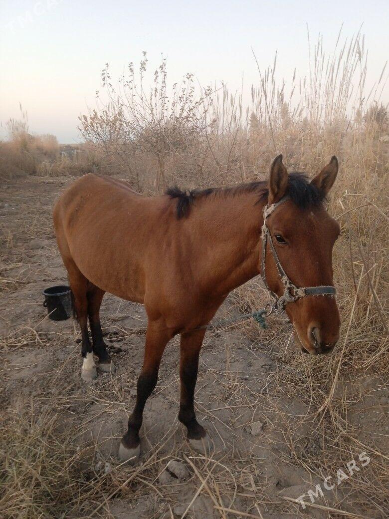  at - Туркменабат - img 5