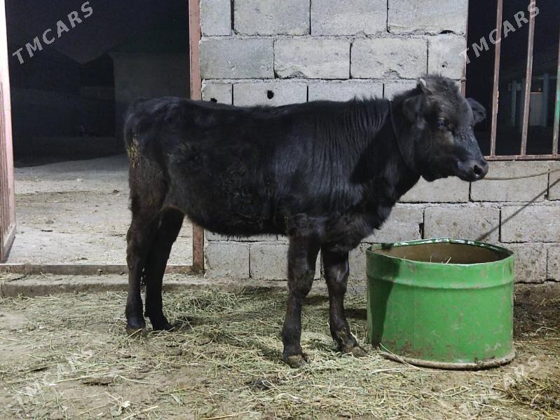 gıbırıt tuwe - Gökdepe - img 1