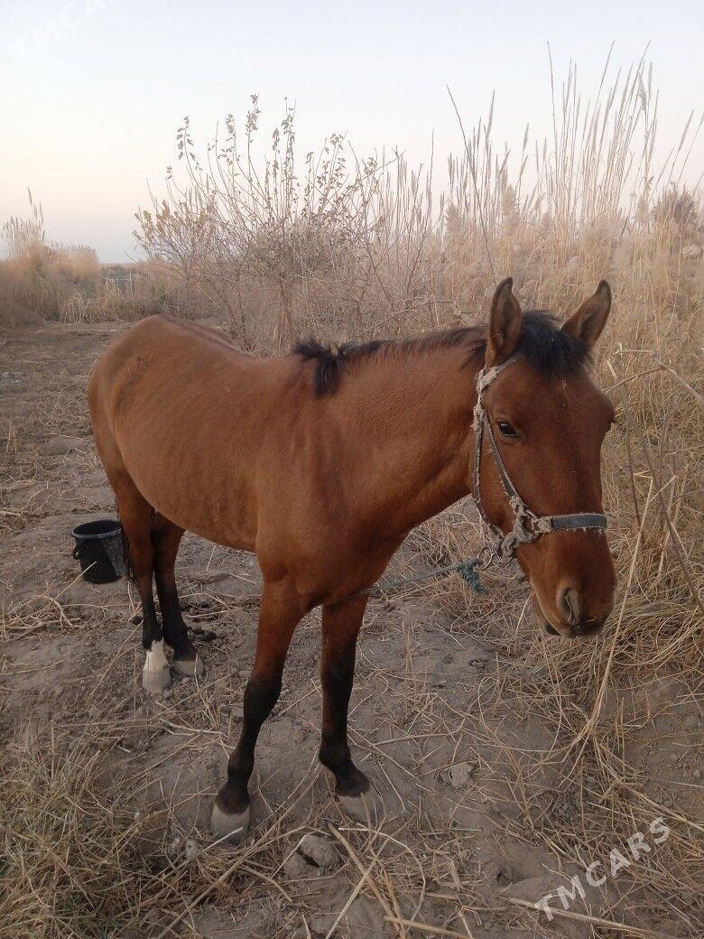 at - Туркменабат - img 3