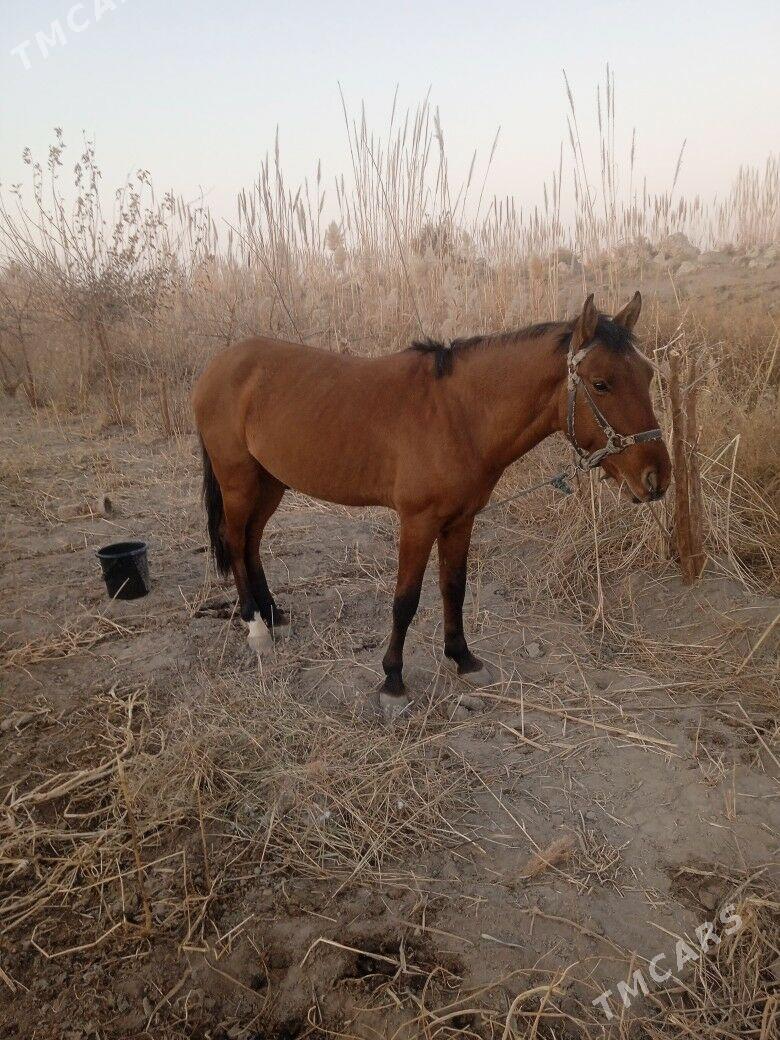  at - Туркменабат - img 4