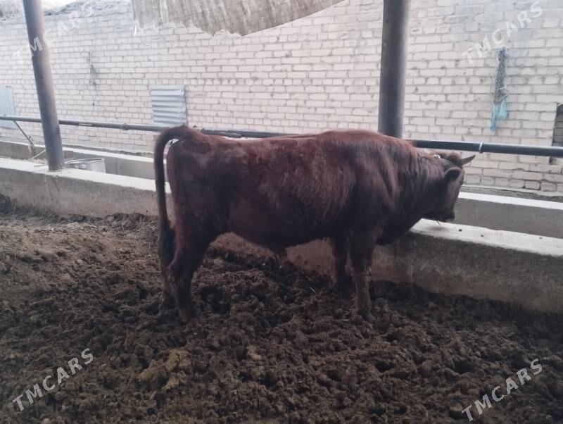 Okuz - Туркменабат - img 4