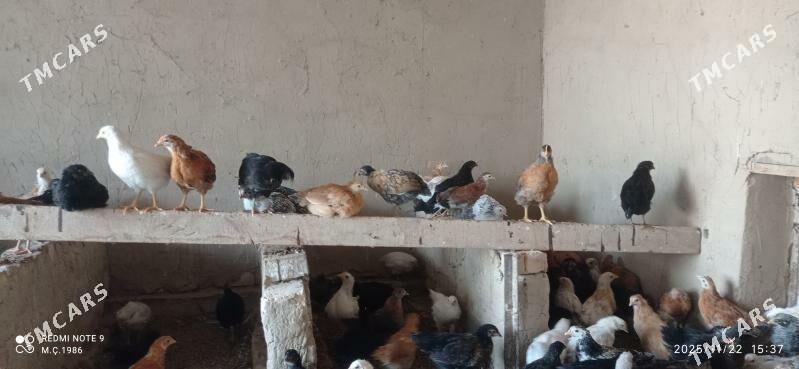 Towuk jüýje 45 günlik - Mary - img 6