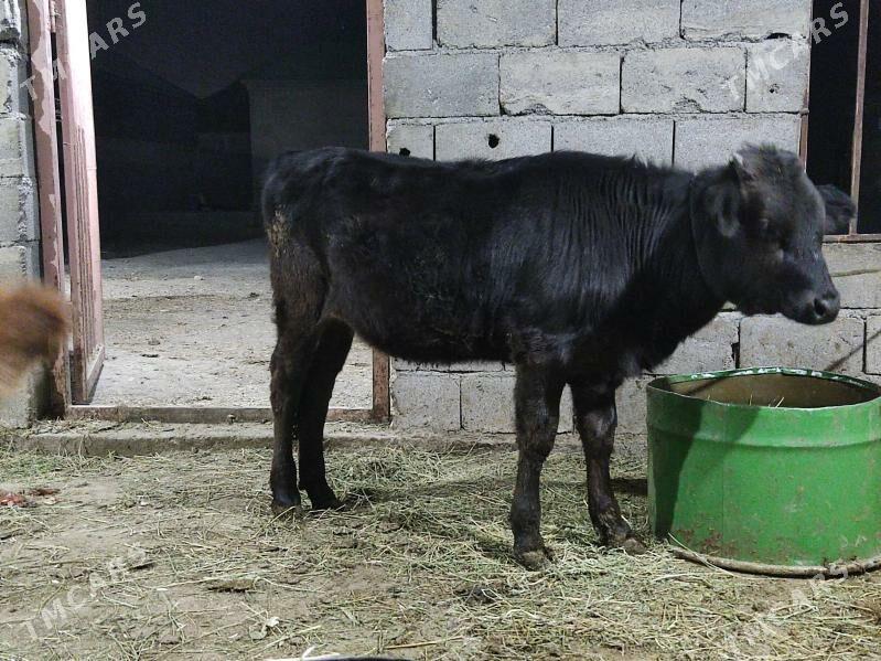 gıbırıt tuwe - Gökdepe - img 2