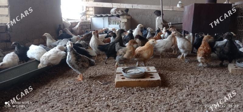 Towuk jüýje 45 günlik - Mary - img 5