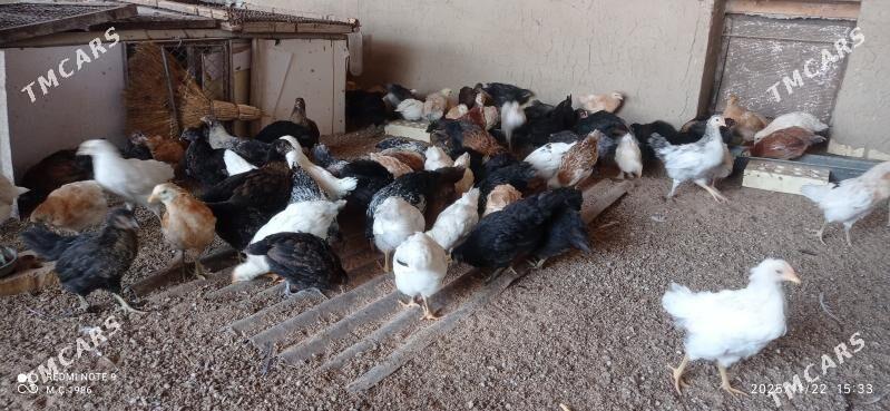 Towuk jüýje 45 günlik - Mary - img 8