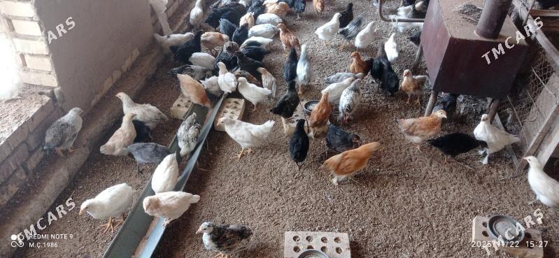 Towuk jüýje 45 günlik - Mary - img 3