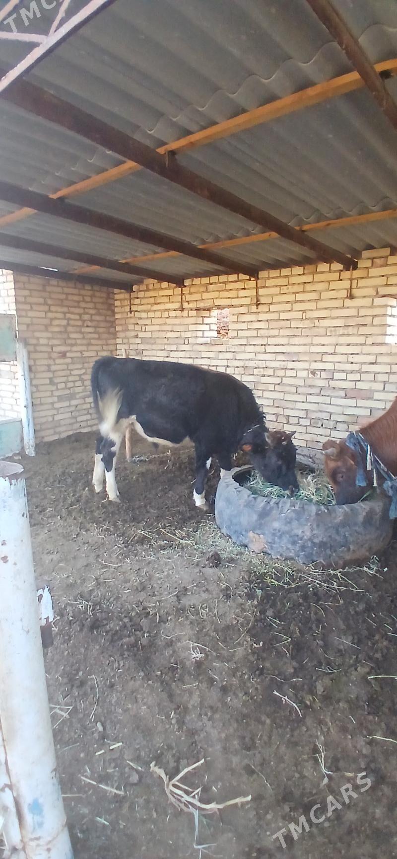 okiz - Векильбазар - img 1