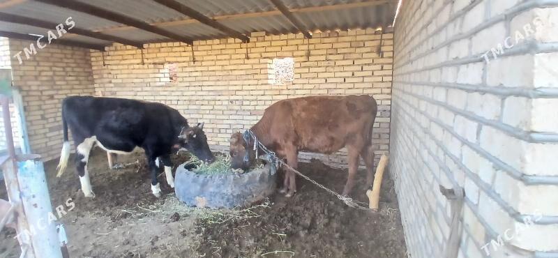 okiz - Векильбазар - img 3