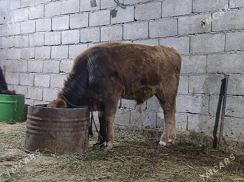 swes tohum okuz - Gökdepe - img 4