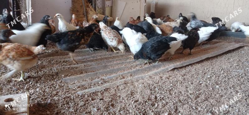 Towuk jüýje 45 günlik - Mary - img 2