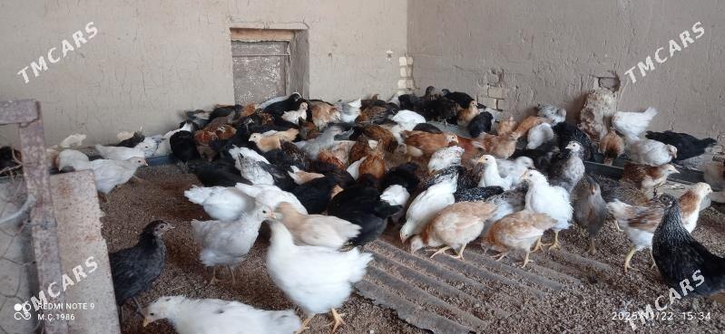 Towuk jüýje 45 günlik - Mary - img 7