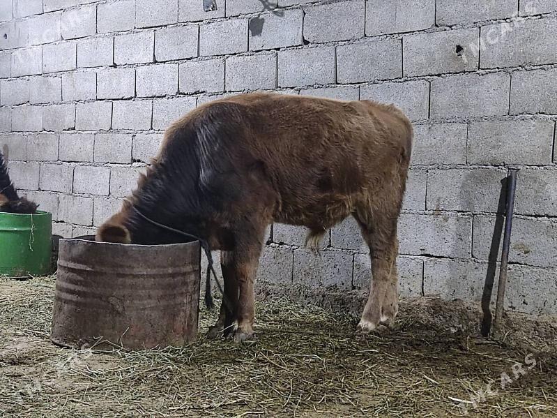 swes tohum okuz - Gökdepe - img 5