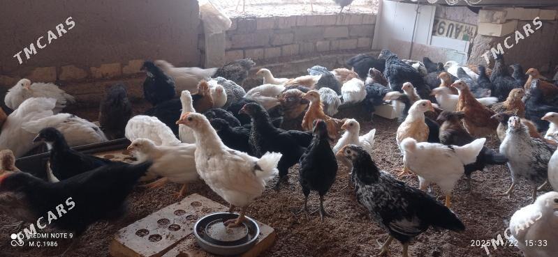 Towuk jüýje 45 günlik - Mary - img 9