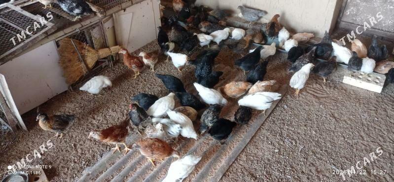 Towuk jüýje 45 günlik - Mary - img 4