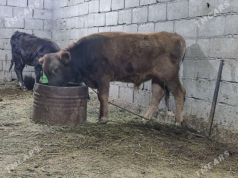 swes tohum okuz - Gökdepe - img 3