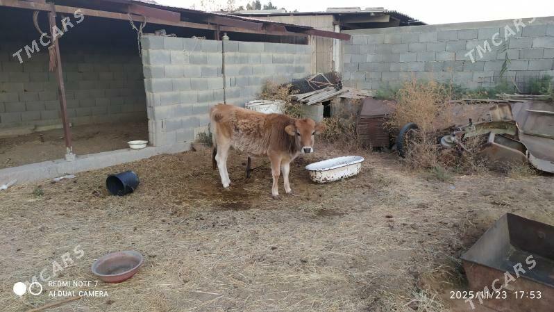 Gole - Гёкдепе - img 3