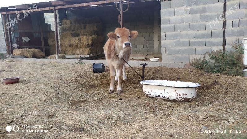 Gole - Гёкдепе - img 2