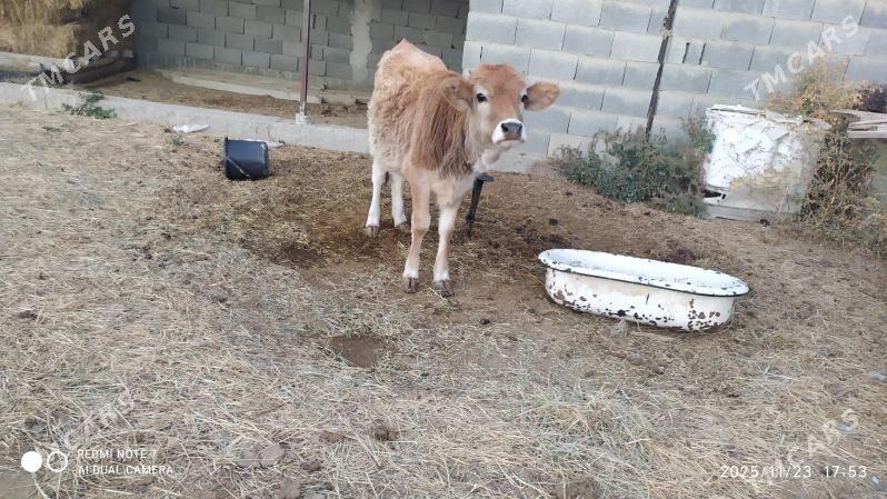 Gole - Гёкдепе - img 1