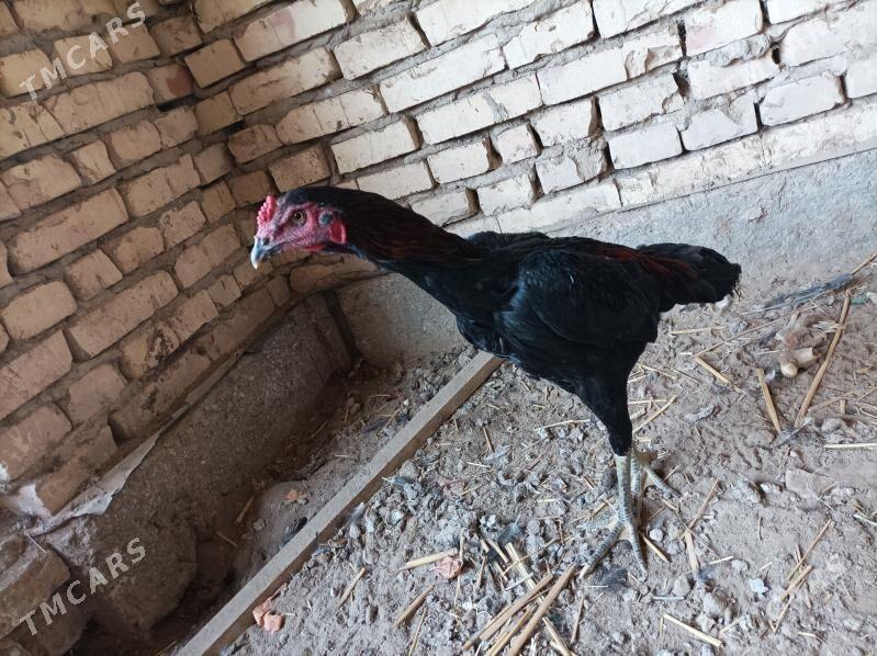 Horoz - Болдумсаз - img 2