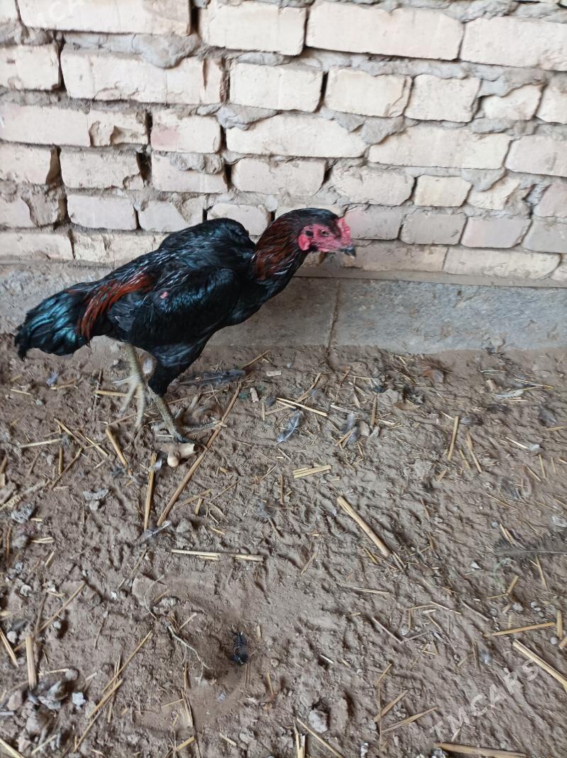 Horoz - Болдумсаз - img 1