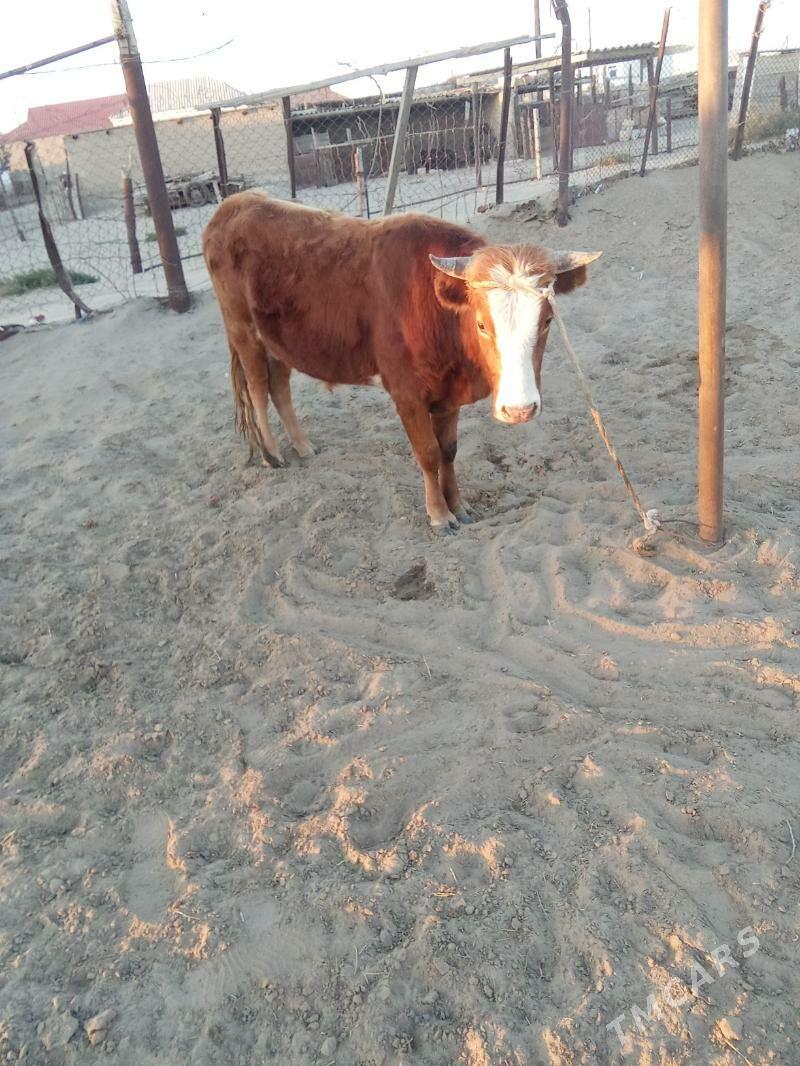 oküz we gacar - Esenguly - img 2