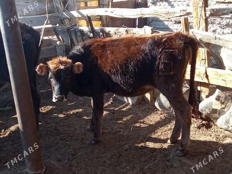 oküz we gacar - Esenguly - img 4