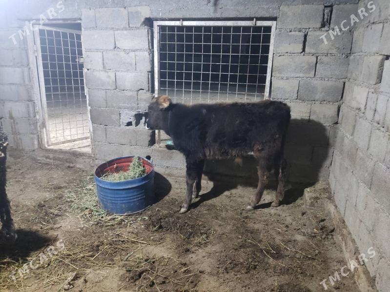 swes tohum okuz - Gökdepe - img 2