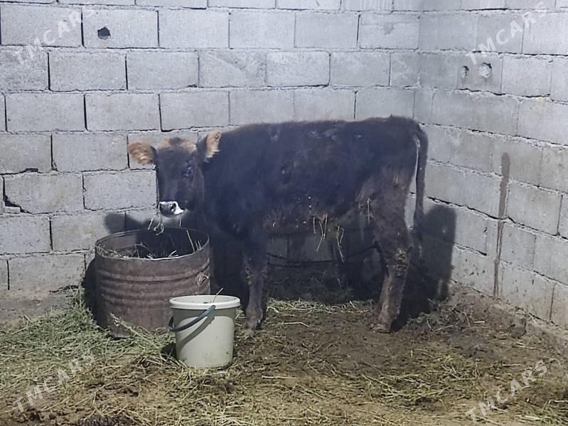 swes tohum okuz - Gökdepe - img 5