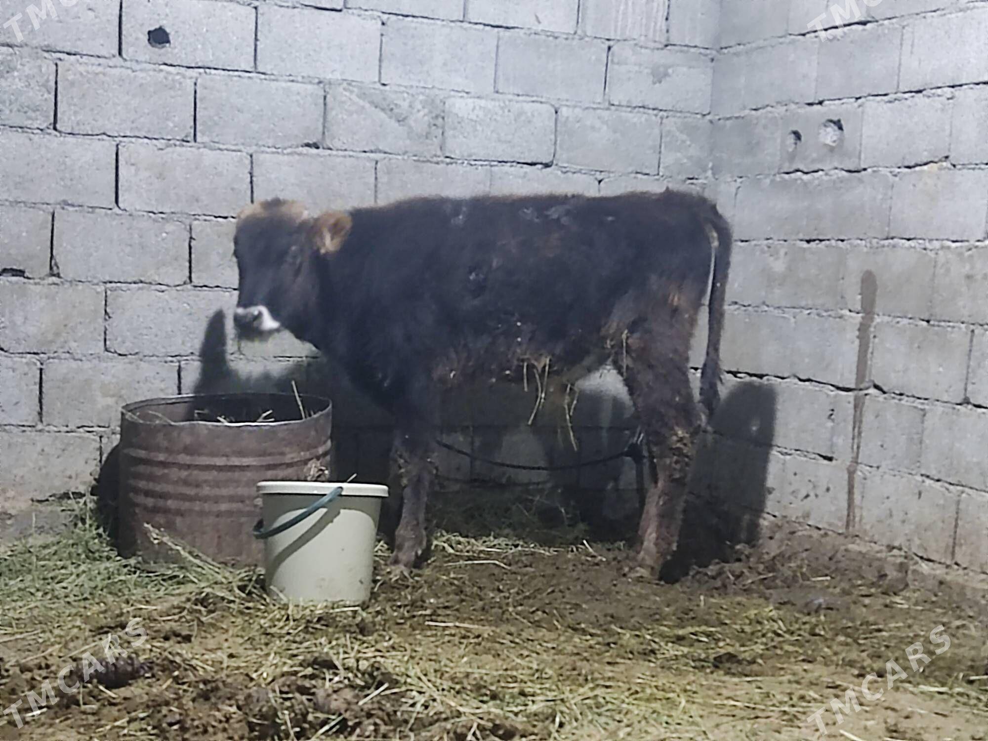 swes tohum okuz - Gökdepe - img 3