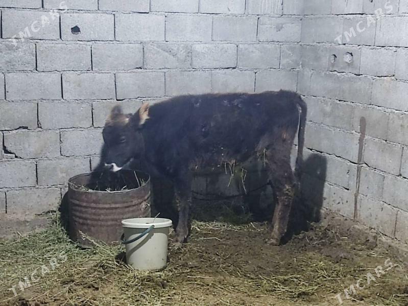 swes tohum okuz - Gökdepe - img 4