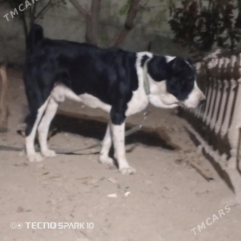 Alabay it köpek - Herrikgala - img 1