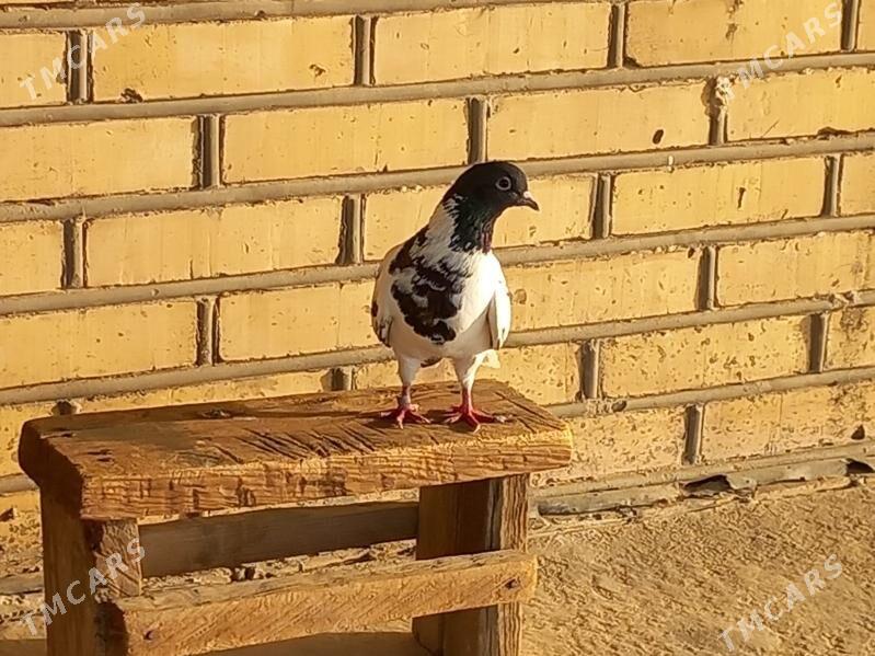 kepderi - Wekilbazar - img 3